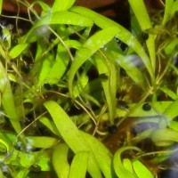 Utricularia uliginosa Vahl